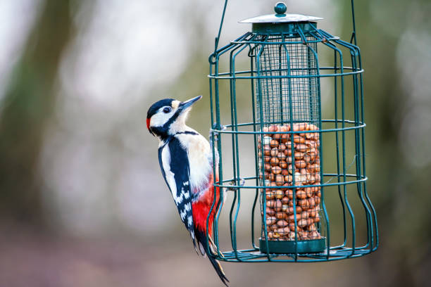 istock Greater Spotted Woodpecker on a bird feeder 1199417527