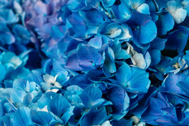 kwiecista tekstura dla tła. piękne kwitnące niebieskie kwiaty hortensji. - longstocking zdjęcia i obrazy z banku zdjęć