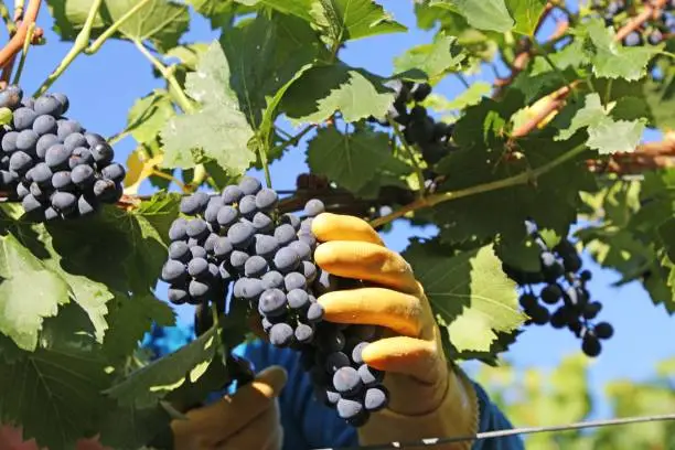 Manual grape harvesting, hand harvesting