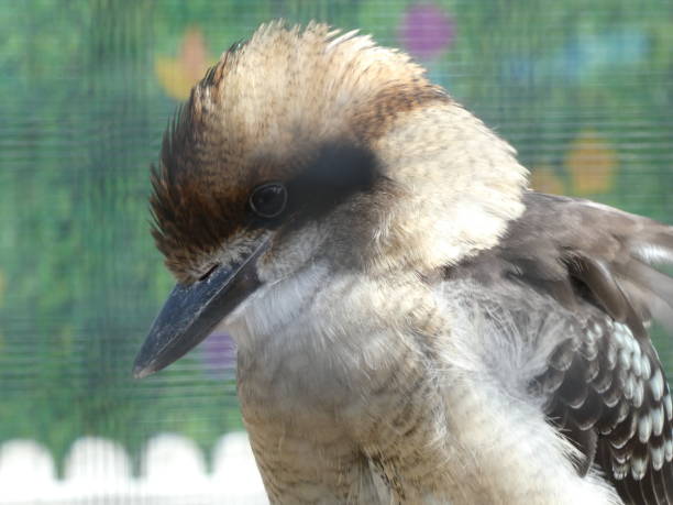 kookaburra vogel nahaufnahme mit bookeh hintergrund - bookeh stock-fotos und bilder