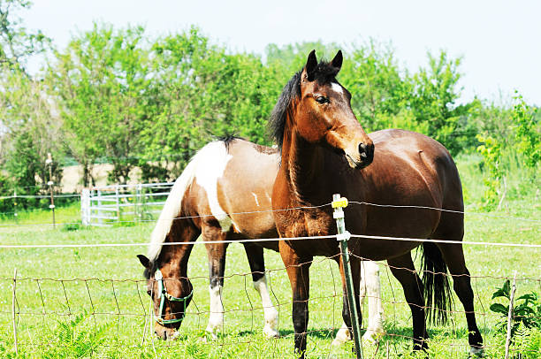 istock Two Horses by Fence 119941951