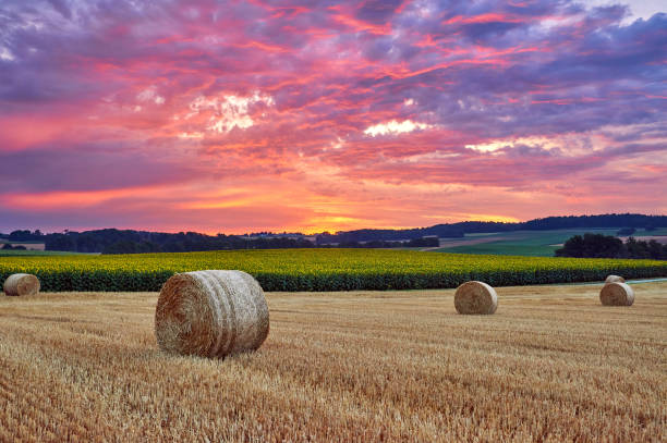 Hay Bales and Sunflower Farm Reflection Sunset Pink Sky Hay bales and sunflower farm reflection sunset pink sky. helianthus stock pictures, royalty-free photos & images