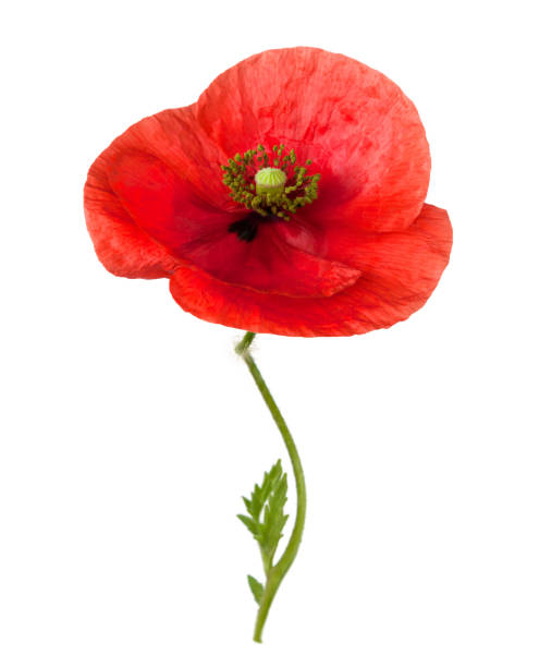 istock Bright red poppy flower on a thin winding stem, isolated on a white background. 1199420519