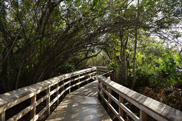 istock Walkway Over Swamp in National Park 1199420771