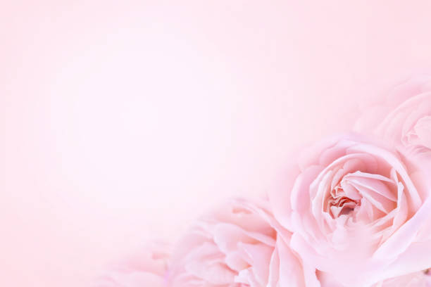 istock Summer blossoming delicate rose blooming flowers 1199420925