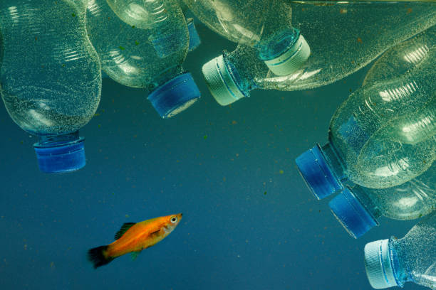 istock Plastic pollution and fish. Plastic in ocean contaminates seafood 1199421146