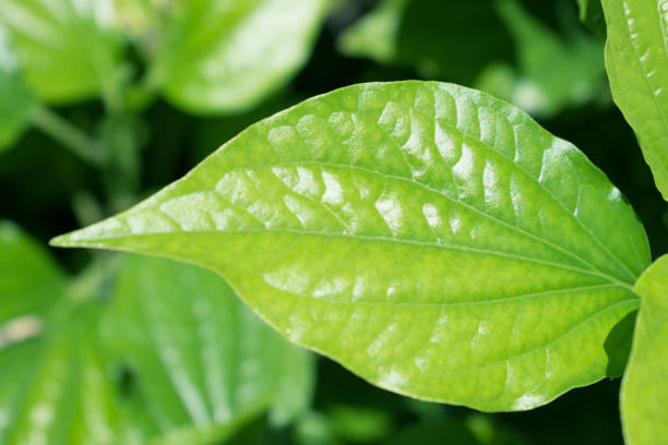 istock Close up, leaves green tropical that nature has created. 1199421274