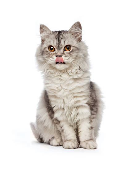 Sitting persian cat stock photo