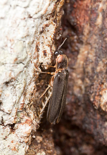 istock Male common glow-worm (Lampyris noctiluca) feeding on sap 119942225