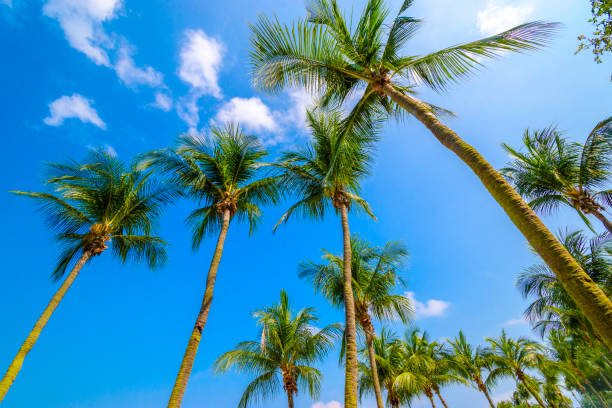 istock Palm trees on the beautiful blue sky background. 1199422263
