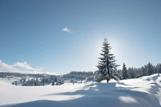 istock Alpine landscape with snow covered mountains and pine forest 1199422418