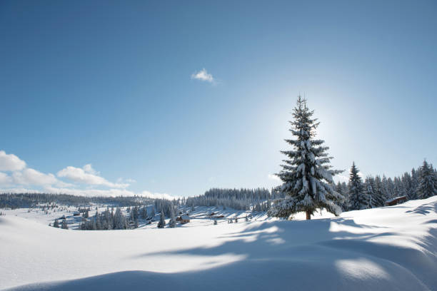 istock Alpine landscape with snow covered mountains and pine forest 1199422421