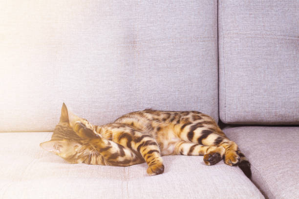 istock Amazing young bengal cat washing on coach. 1199422758