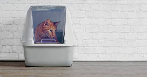 istock Ginger cat in a closed litter box looking curious sideways. Panoramic image wih copy space. 1199423799