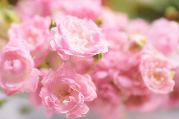 istock Pink roses flowers bouquet 1199423958