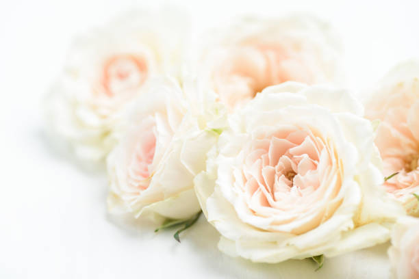 istock White roses flower, close up 1199424580