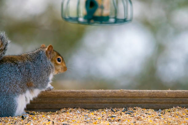istock 2019 Grey Squirrel on a feeding table in the UK 1199424648