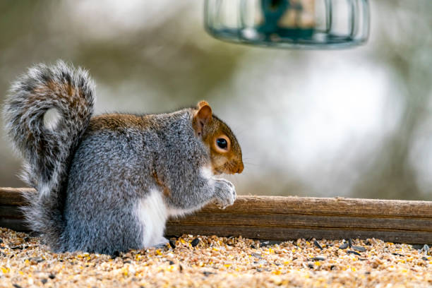 istock 2019 Grey Squirrel on a feeding table in the UK 1199424719