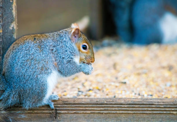 squirrel is sitting on box in tree, eating nut on the tree
