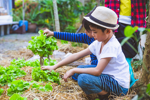 Group of Asian children enjoy planting fresh organic lettuce vegetable in gardens farm, Learning environment and education concept