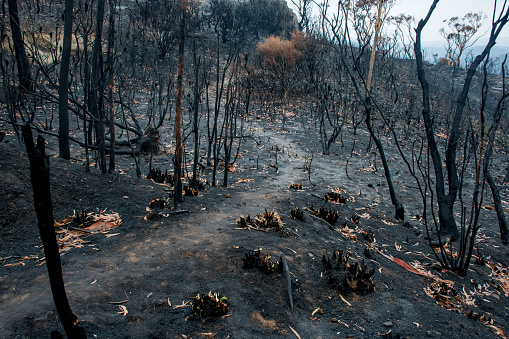 Australian bushfire aftermath: burnt eucalyptus trees suffered from a wildfire and black sole