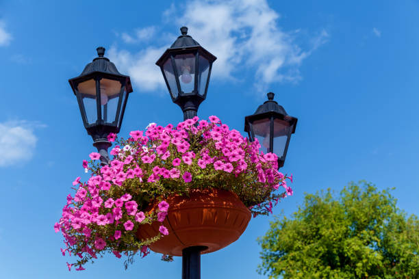 istock An old lantern decorated with a flowerpot 1199426011