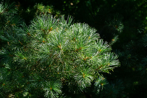 Japanese ordinary Glauka pine. Branch of Japanese ordinary Glauka pine with two-color needles on blurred natural green background. Selective focus. Close-up. North Caucasus nature concept for design.