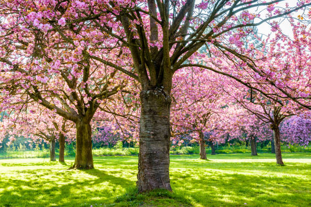 istock Blossoming Japanese cherry trees in a grassy meadow by a sunny spring afternoon. 1199428635