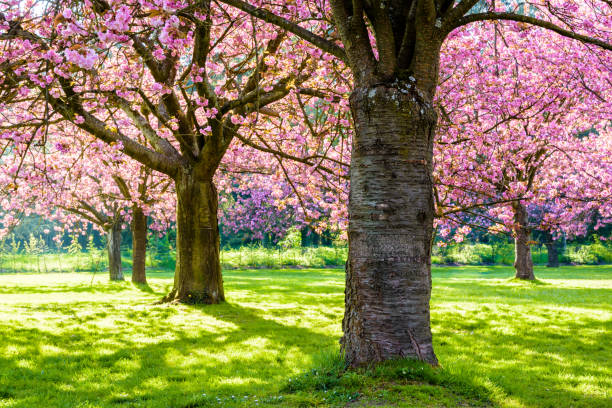 Blossoming Japanese cherry trees in a grassy meadow by a sunny spring afternoon.