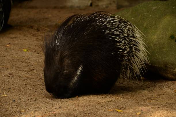 istock Indian Porcupine 1199430655
