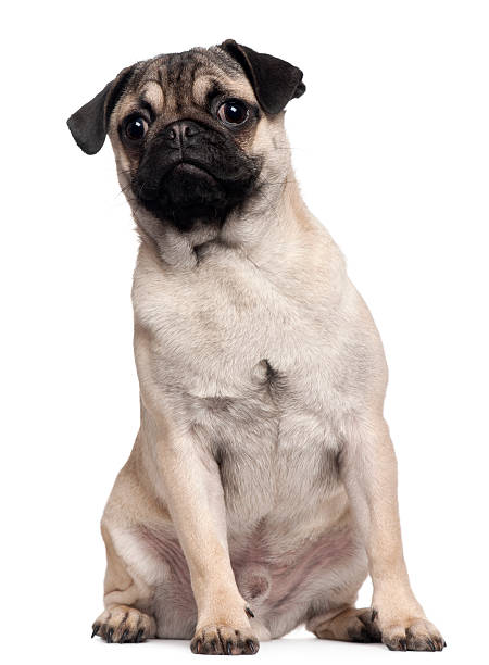 istock Pug puppy, 6 months old, sitting, white background. 119943069