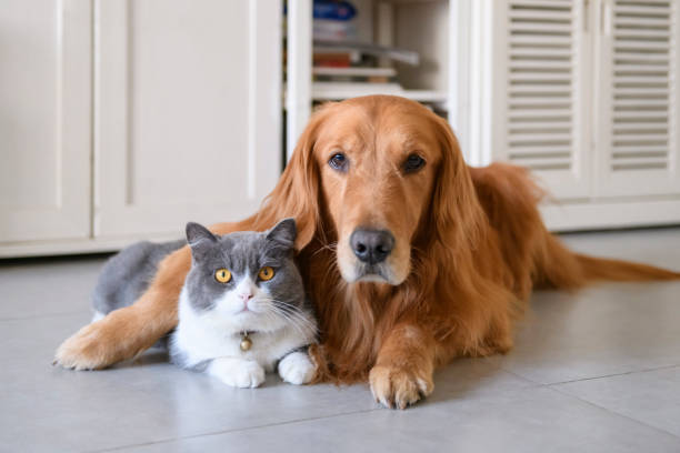 istock British shorthair and golden retriever 1199430720