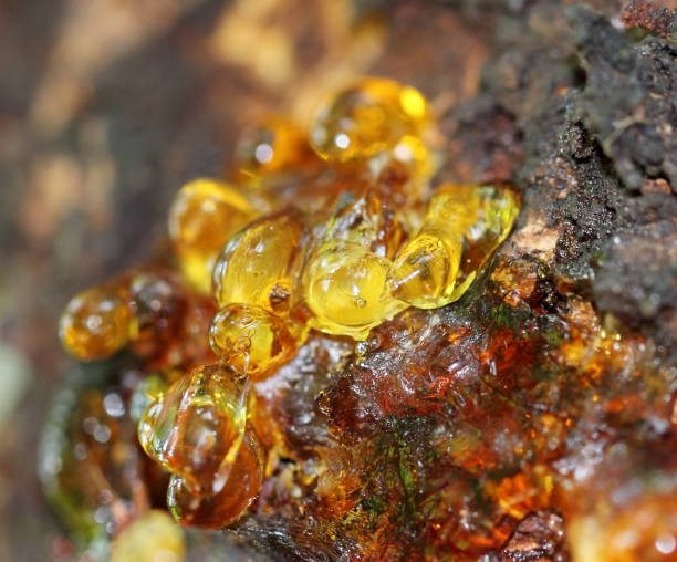Many drops of resin on a tree trunk stock photo
