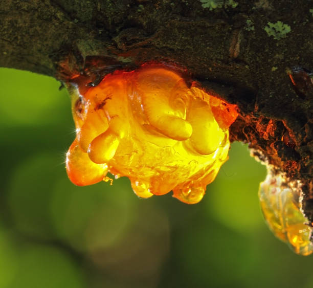 Solid amber resin on a cherry tree.Macro shot stock photo