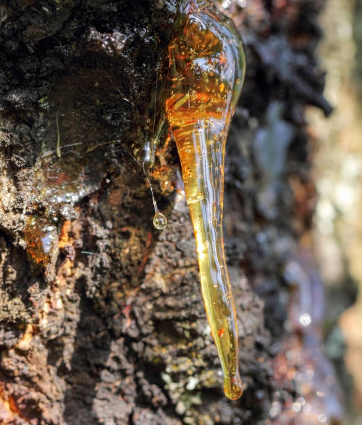 istock Javelin yellow resin on a tree 1199431105