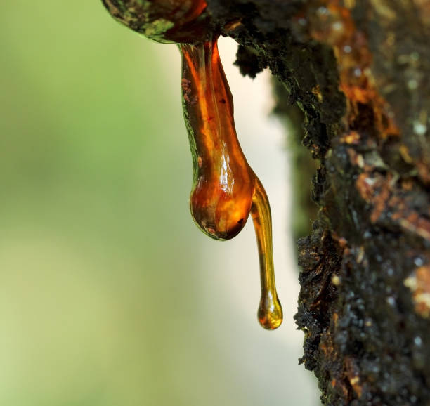 Resin from apricot hangs, macro nature detail. stock photo