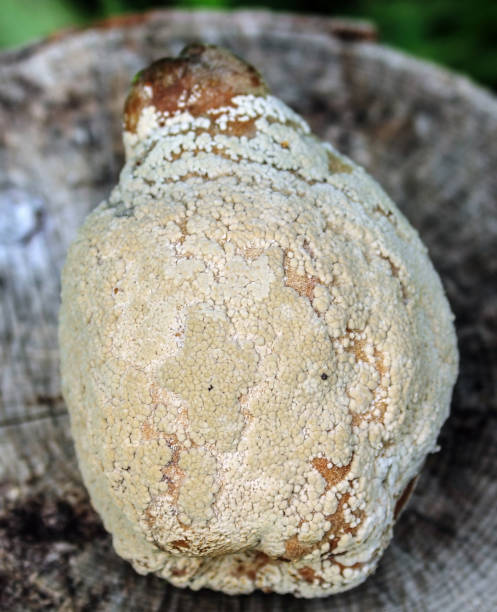 istock Rotten quince at the stump, close up 1199431991