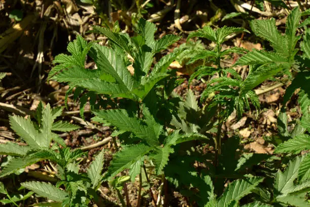 filipendula rubra plant with fresh green leaves