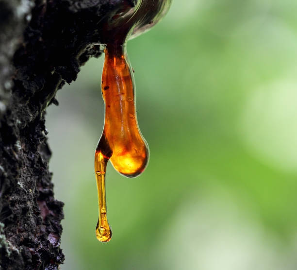 Solid tree sap on trunk macro nature detail stock photo