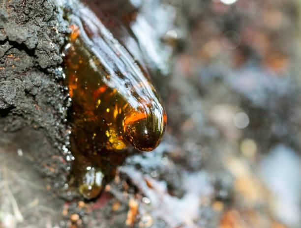istock A beautiful drop of resin on apricot bark 1199432356