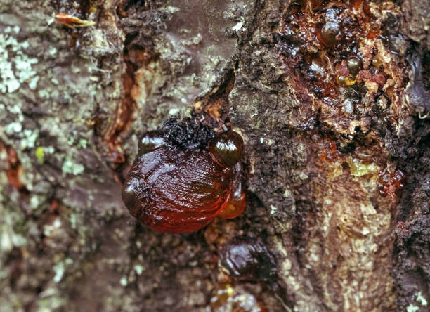 istock Ball resin on the rough apricot tree 1199432414