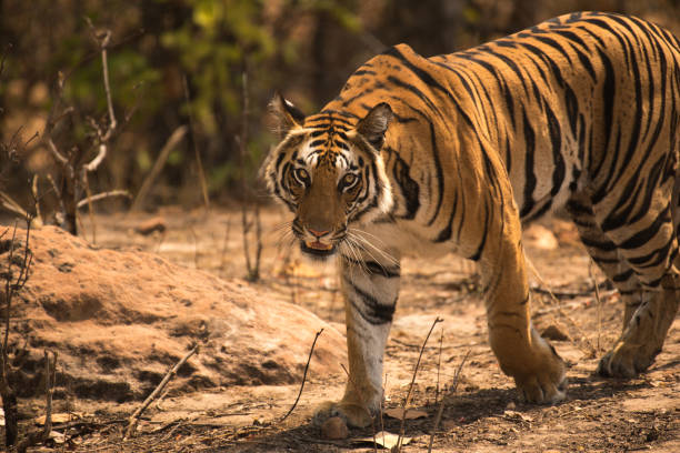 istock Tigress crossing the path 1199435292