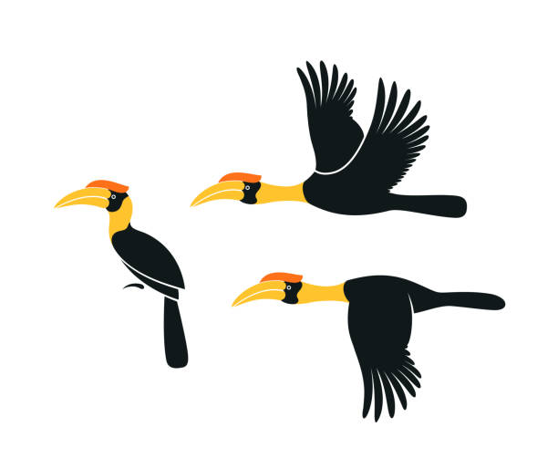 ilustrações, clipart, desenhos animados e ícones de logotipo hornbill. o kalao. hornbill isolado no fundo branco - bucerotidae