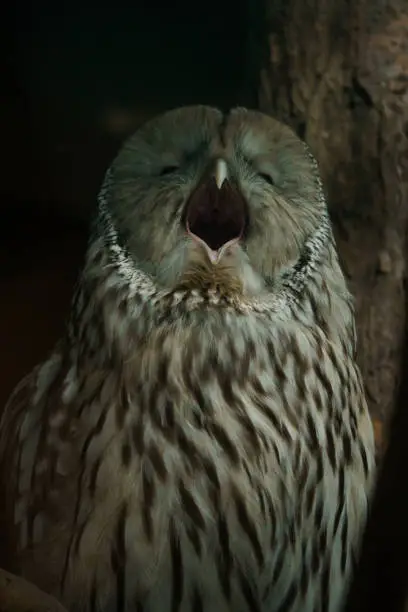 Photo of Ural owl