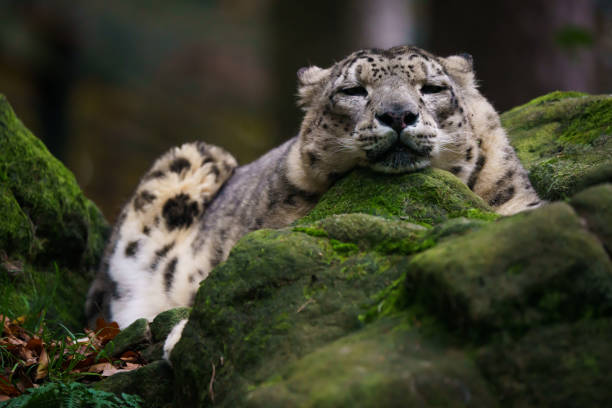 Snow leopard Snow leopard resting on a rock prowling stock pictures, royalty-free photos & images