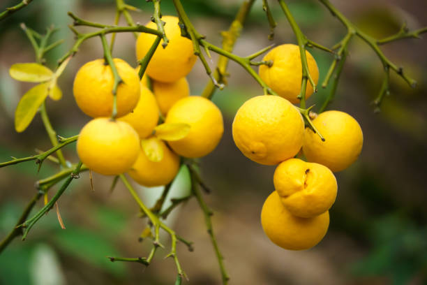 Yellow ripe lemons on the tree