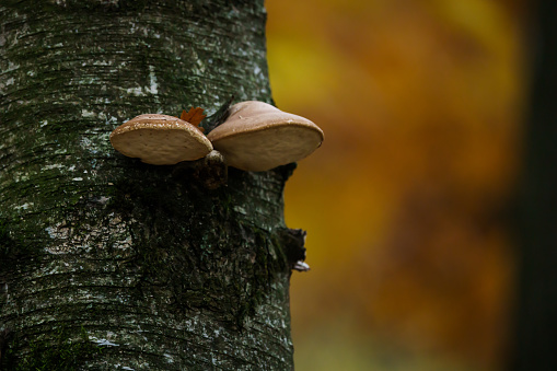 Polypore mushroom growing on a tree between moss