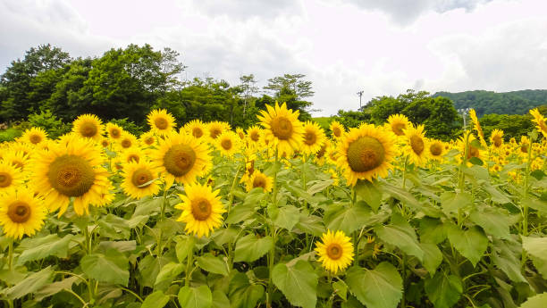 320+ Sunflower Himawari Stock Photos, Pictures & Royalty-Free