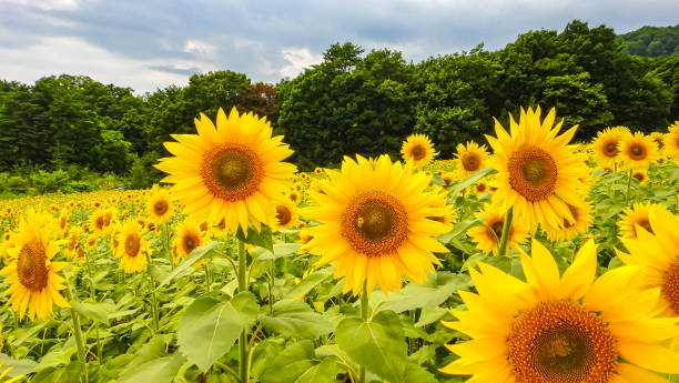 istock Sunflower Fields in summer season sunny day 1199438079
