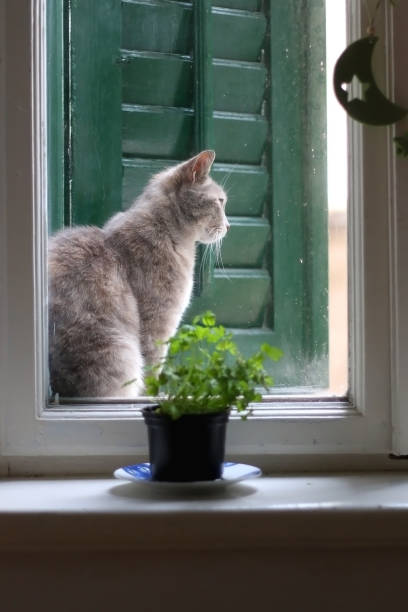 istock Cat and Plant on a Window 1199438080